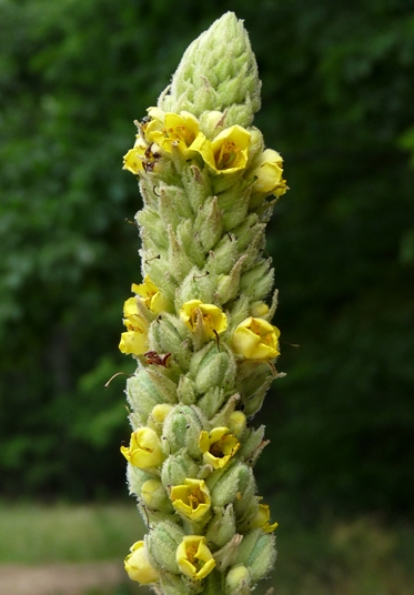 {Verbascum thapsus}